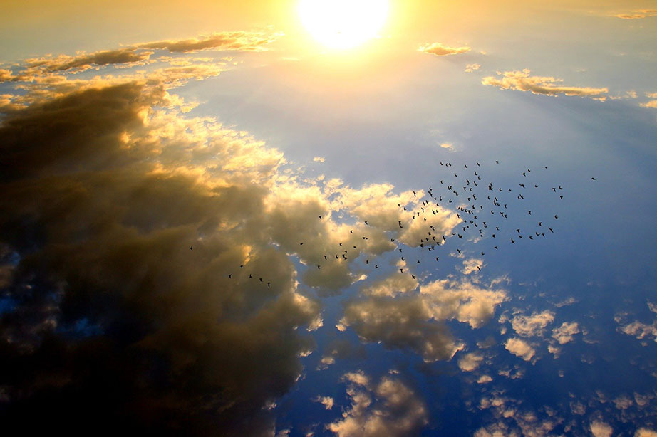 Ein Himmel voller Vögel
