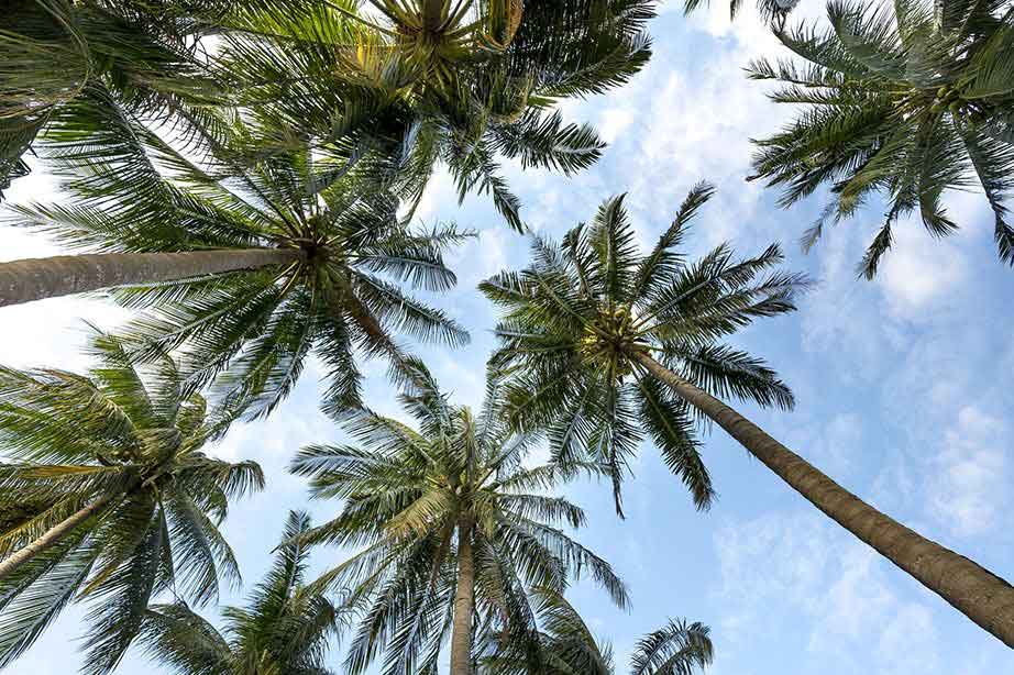 Ein sonniger Blick auf Palmenbäume