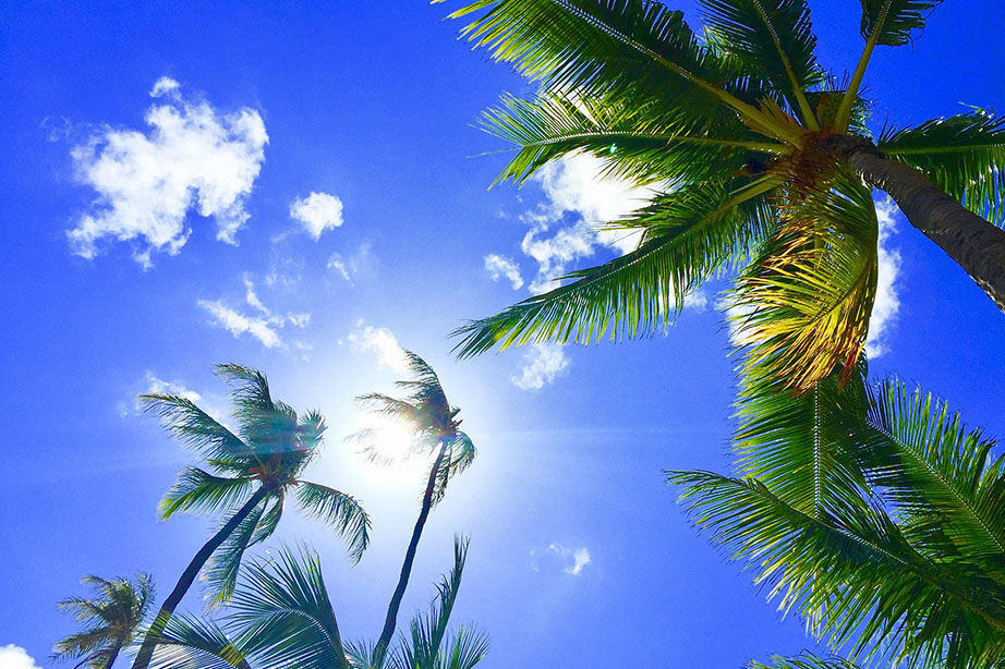Hawaii Palmen
